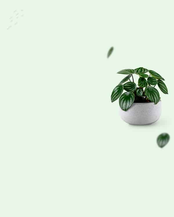 mobile-slider1